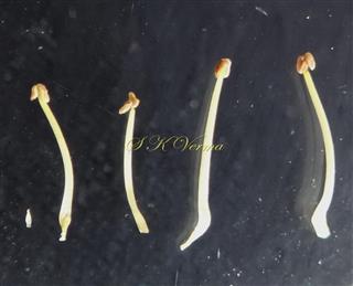  Stamens (4) and staminode (1)